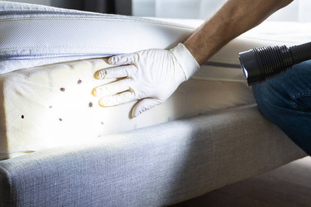 Best Flea Control Services  in Three Rivers, TX